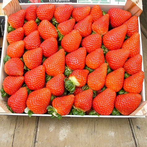 "Albion" roniv, korduvviljuv maasikas - Maasikataimed 10 tk