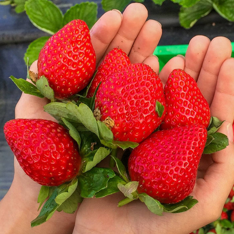 "Elkat" väga saagikas - Maasikataimed 10 tk