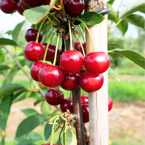 Hapukirsipuu Nana – paljasjuursed istikud