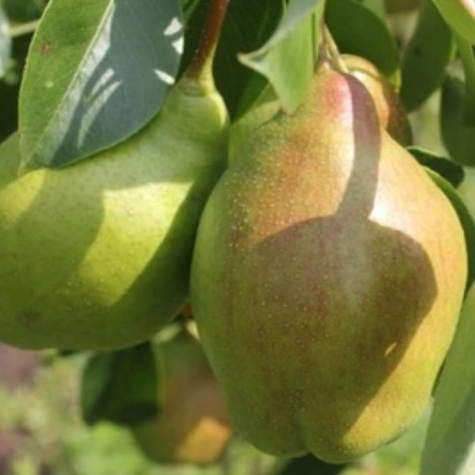 Pirnipuu Lipcowka – paljasjuursed istikud