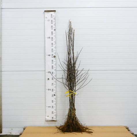 Õunapuu Cox’s Orange Renette – paljasjuursed istikud