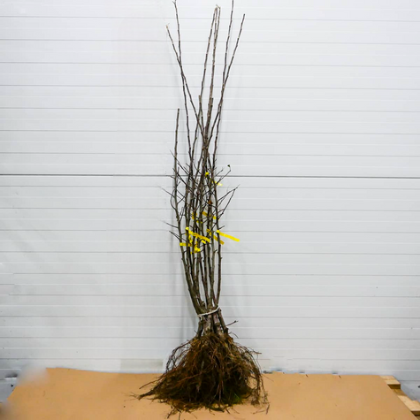 Õunapuu Idared – paljasjuursed istikud