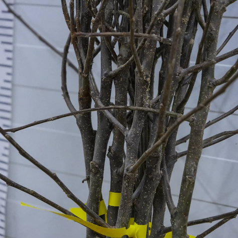 Õunapuu Cox’s Orange Renette – paljasjuursed istikud