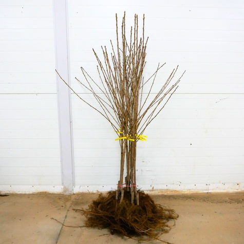 Maguskirsipuu Sam – paljasjuursed istikud