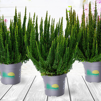 Kanarbik Skyline Stockholm roheline – istikud