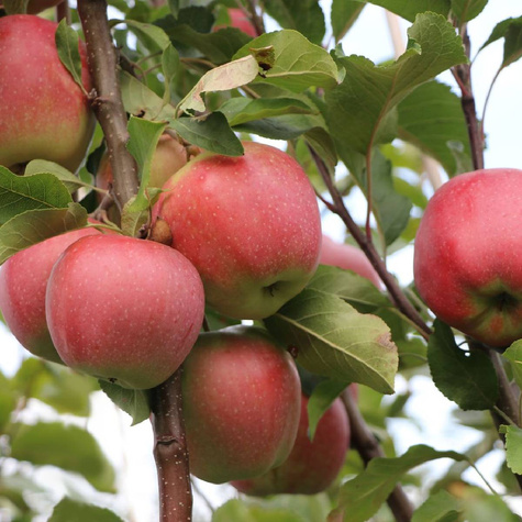 Duo Õunapuu Kosztela + Gloster – paljasjuursed istikud