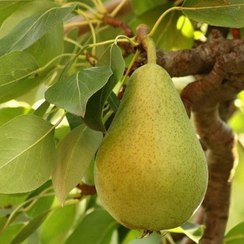 Grusza Komisówka START PACK ®