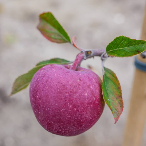 Õunapuu Gloster – paljasjuursed istikud