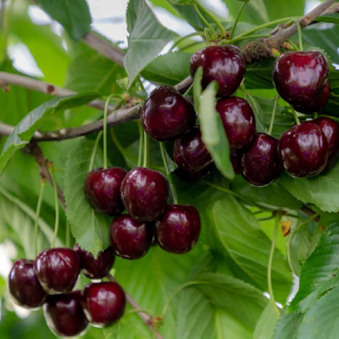 Czereśnia Regina START PACK ®