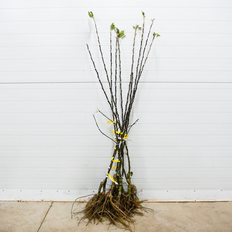 Õunapuu Cortland – paljasjuursed istikud