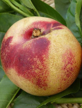 Nektariinipuu Artic Jay – paljasjuursed istikud