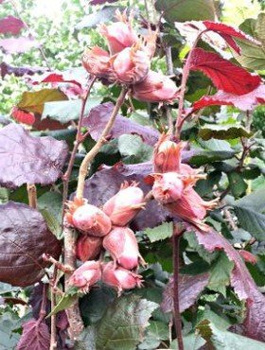 Sarapuu Syrena (Punane leskizna) – paljasjuursed istikud