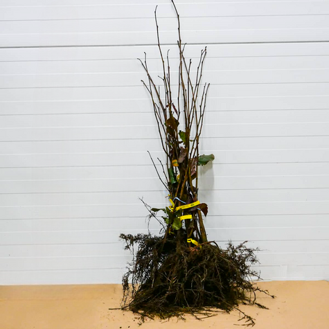 Sarapuu Cosford – paljasjuursed istikud