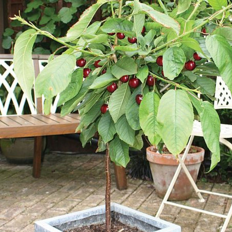 Maguskirsipuu Regina kääbusvorm (Gisela 5) – paljasjuursed istikud