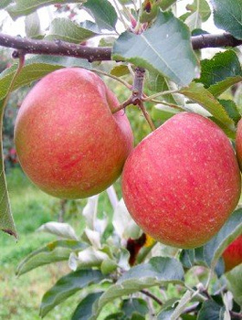 Õunapuu Šampion – paljasjuursed taimed