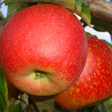 Õunapuu Pinova – paljasjuursed istikud