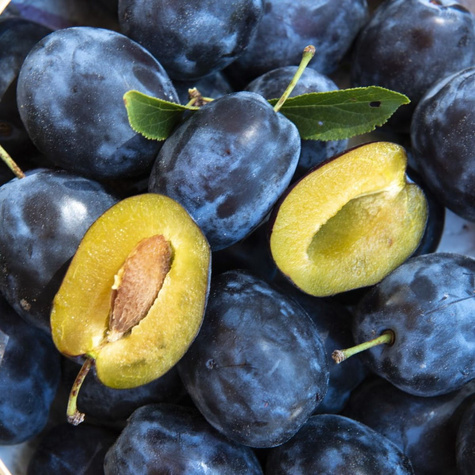 Śliwa Węgierka Dąbrowicka START PACK ® 