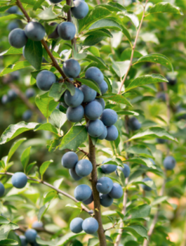 Ploomipuu sambakujuline vorm Fruca – paljasjuursed istikud