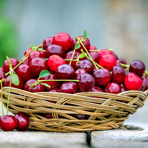 Hapukirsipuu Lutowka – paljasjuursed istikud