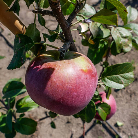 Jabłoń Lobo START PACK ®