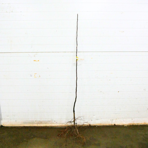 Pirni-küdoonia Bereczki – paljasjuursed istikud