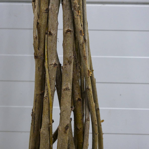 Maguskirsipuu Siestronka – paljasjuursed istikud