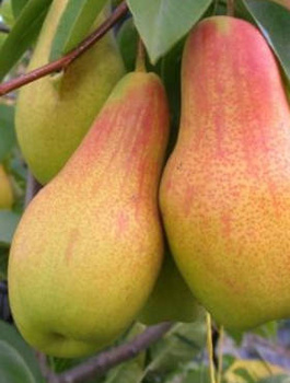 Pirnipuu Ukraina – paljasjuursed istikud