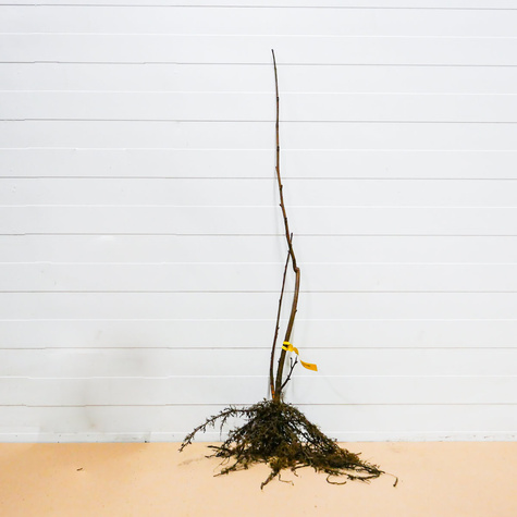 Sarapuu Joanna – paljasjuursed istikud