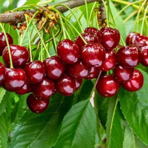 Maguskirsipuu Rivan – paljasjuursed istikud