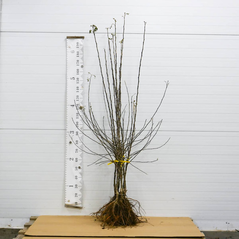 Õunapuu Cortland Wicki – paljasjuursed istikud