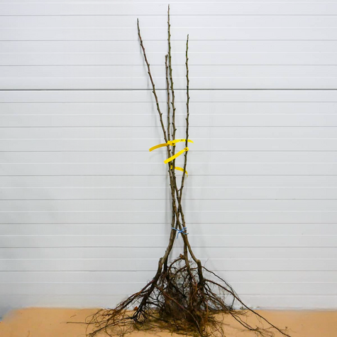 Pirnipuu (Aasia pirn) Shinseiki – paljasjuursed istikud