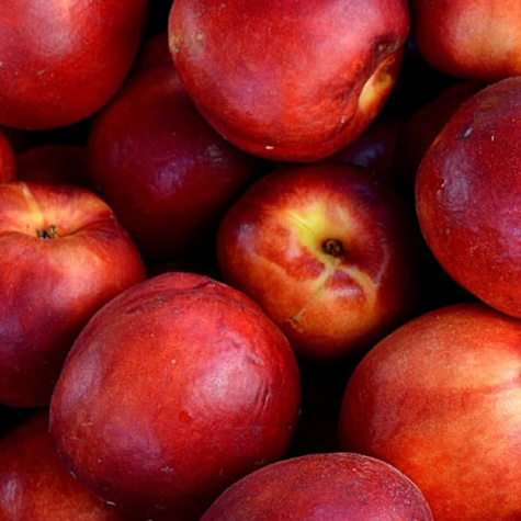 Nektariinipuu Fantasia – paljasjuursed istikud