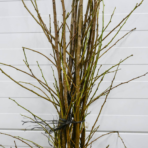 Ploomipuu (jaapani) Angelo – paljasjuursed istikud