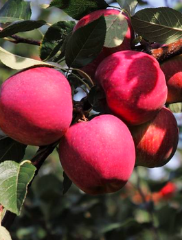 Õunapuu sambakujuline vorm Dejavu (Gloster tüüpi) – paljasjuursed istikud