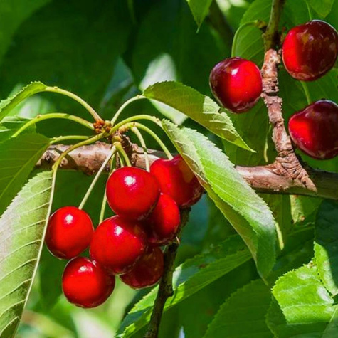 Hapukirsipuu Nana – paljasjuursed istikud