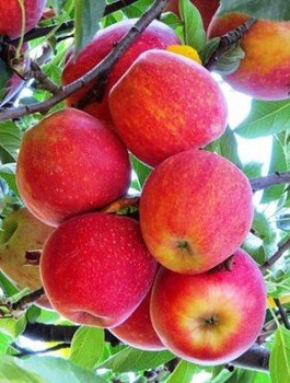 Õunapuu Gala – paljasjuursed istikud