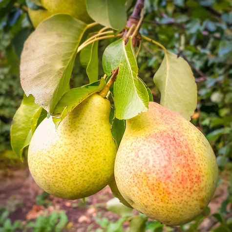 Grusza Patten START PACK ®