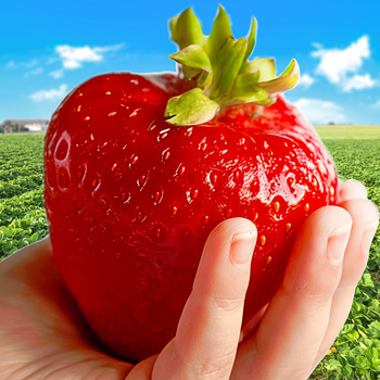 "Gigant" hiiglaslikud viljad - Maasikataimed 10 tk