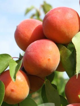 Aprikoosipuu Early Blush – paljasjuursed istikud