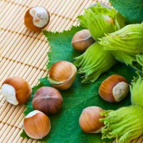 Sarapuu Lamberta Valge – paljasjuursed istikud