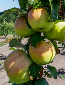 Õunapuu Antonowka – paljasjuursed istikud