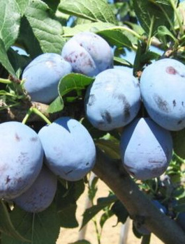 Ploomipuu Yoganta – paljasjuursed istikud