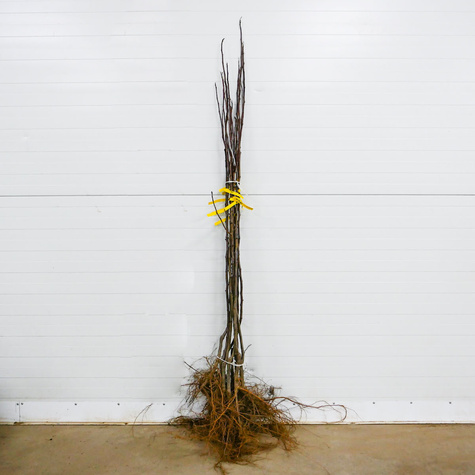 Sarapuu Hiiglane z Halle Hall's – paljasjuursed istikud