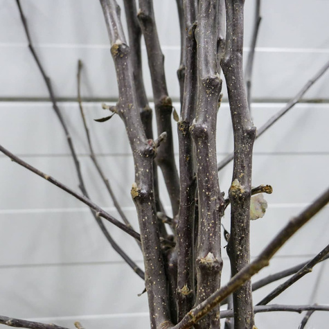 Õunapuu Ananas Berzenicki – paljasjuursed istikud