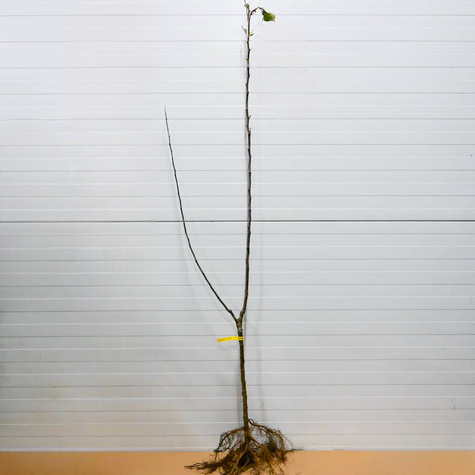 Duo Õunapuu Malinowa + Golden Delicious – paljasjuursed istikud