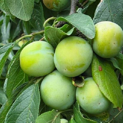 Ploomipuu Renkloda roheline – paljasjuursed istikud