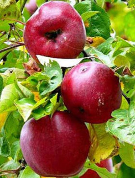 Õunapuu Malinowa – paljasjuursed istikud