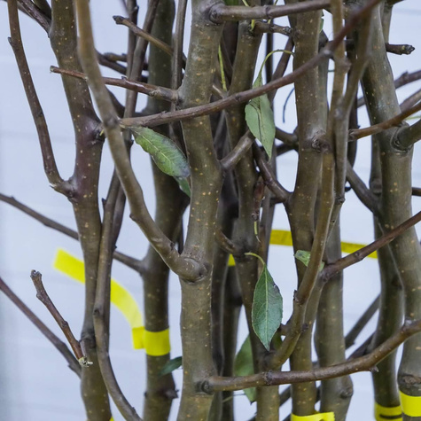 Pirnipuu Lukasowka – paljasjuursed istikud