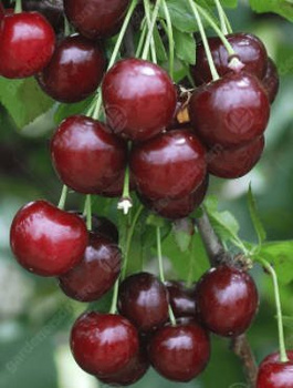 Hapukirsipuu Groniasta – paljasjuursed istikud