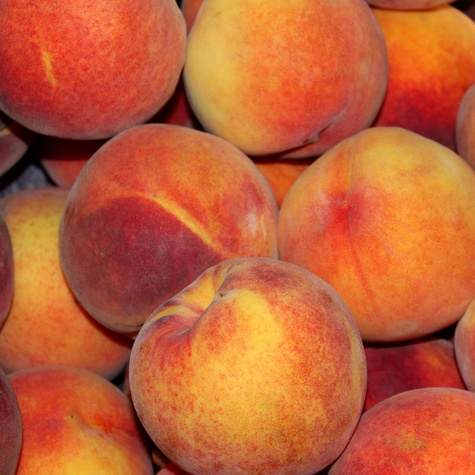 Brzoskwinia typu Harbinger START PACK